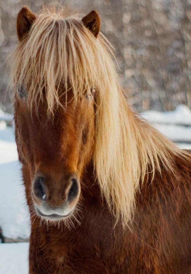 Paimentupa Villa Kolinkylä Kültér fotó